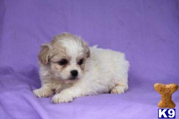 Ginger - Peekapoo Female